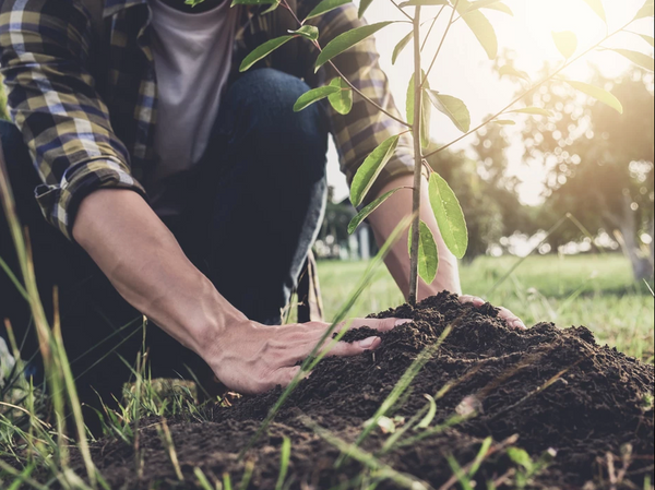 How and when to plant your next tree